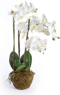 Napa CC 30' PHALAENOPSIS Drop-in, 8x16x35.5 Inches