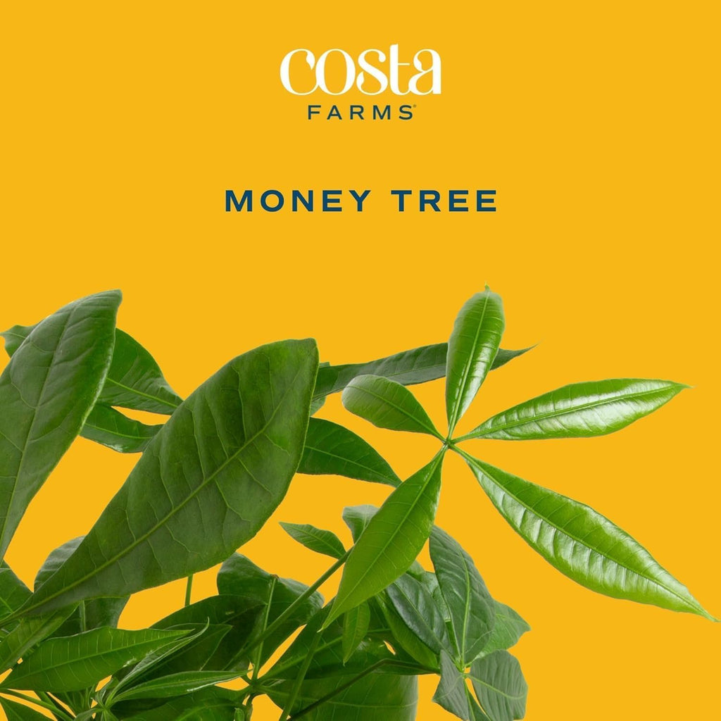 Costa Farms Live Money Tree Plants (2-Pack), Large Indoor Plant 3-4 Feet Tall with Braided Trunk, Easy Care Floor Houseplants in 10-Inch Decor Pots, Pet Friendly Housewarming Gift & Office Decor