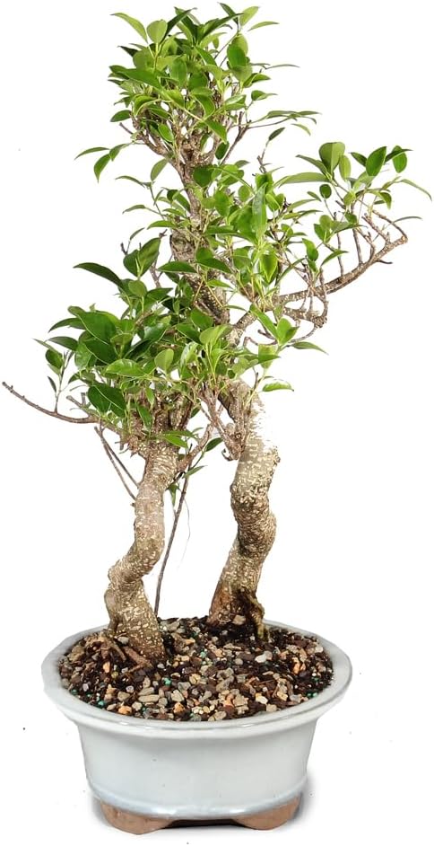 Brussel's Bonsai Live Golden Gate Ficus Grove Indoor Bonsai Tree-7 Years Old 10' to 14' Tall with Decorative Container, Medium