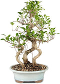 Brussel's Bonsai Live Golden Gate Ficus Grove Indoor Bonsai Tree-7 Years Old 10' to 14' Tall with Decorative Container, Medium