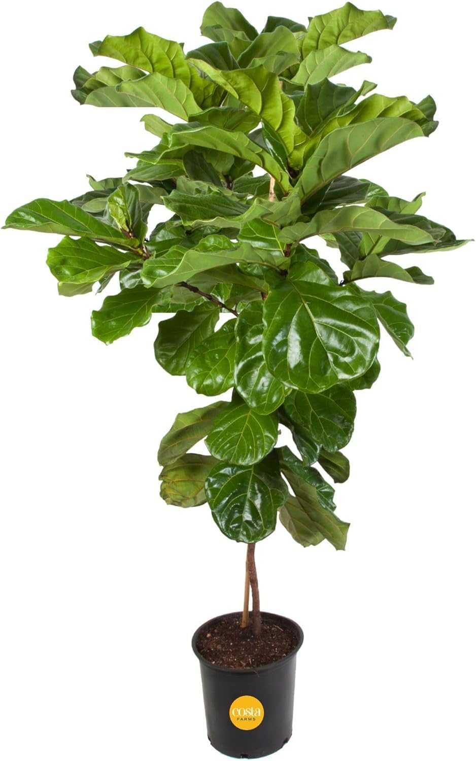 Costa Farms Fiddle Leaf Fig Tree Live Plant in Plastic Pot, Large Indoor Houseplant, Perfect for Home, Room, or Office Decor, Great House Warming or Birthday Gift, 5-6 Feet Tall