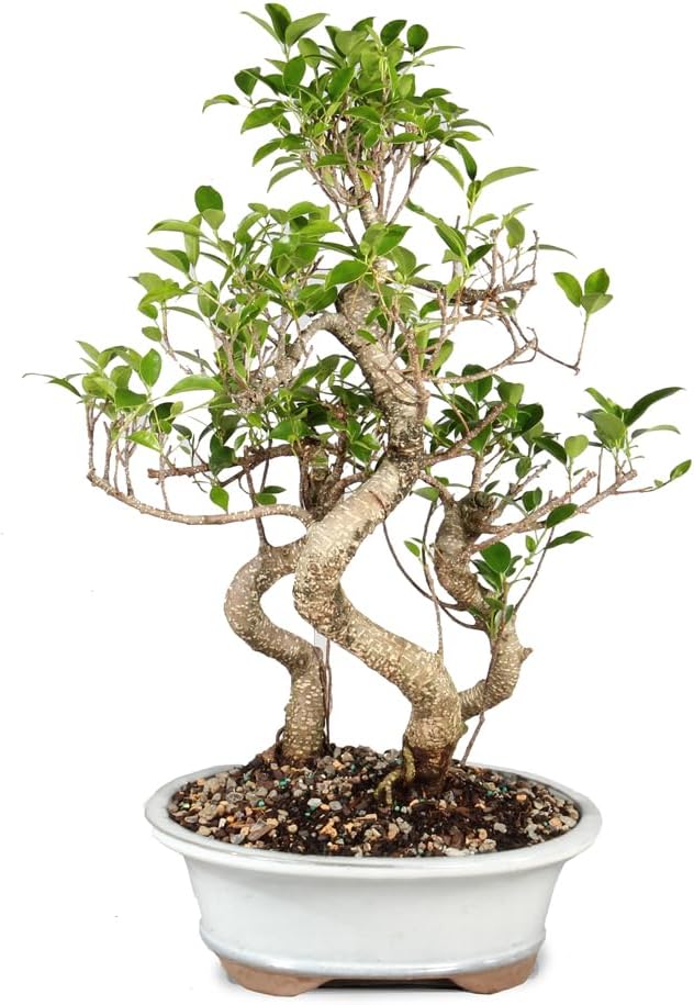 Brussel's Bonsai Live Golden Gate Ficus Grove Indoor Bonsai Tree-7 Years Old 10' to 14' Tall with Decorative Container, Medium