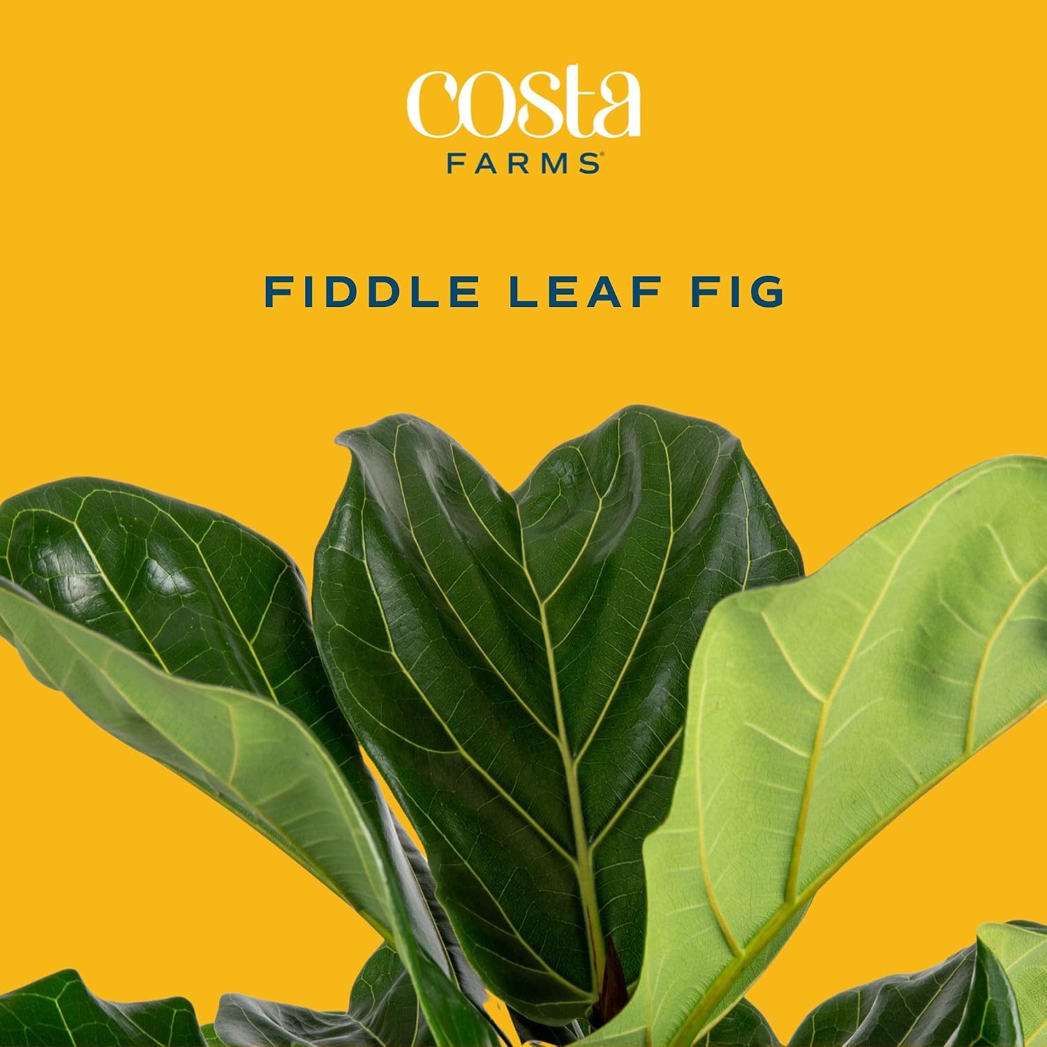 Costa Farms Fiddle Leaf Fig Tree Live Plant in Plastic Pot, Large Indoor Houseplant, Perfect for Home, Room, or Office Decor, Great House Warming or Birthday Gift, 5-6 Feet Tall