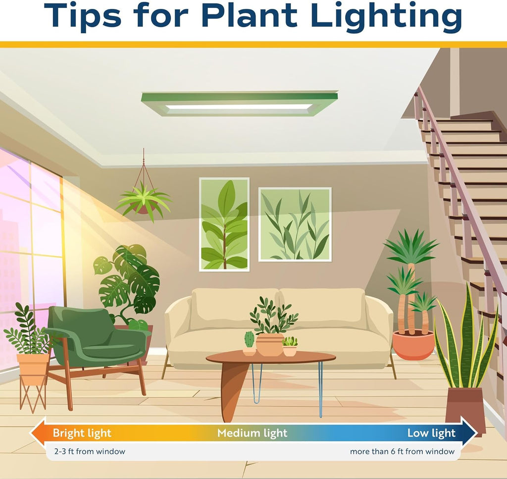Costa Farms Fiddle Leaf Fig Tree Live Plant in Plastic Pot, Large Indoor Houseplant, Perfect for Home, Room, or Office Decor, Great House Warming or Birthday Gift, 5-6 Feet Tall