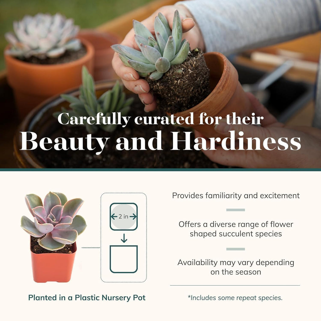 Shop Succulents Echeveria & Rosette Live Succulent Variety Pack – Fully Rooted 2' Potted Plants for Gifts, Favors, DIY Projects, Terrariums, Home Décor, and Garden Arrangements, 100 Pack