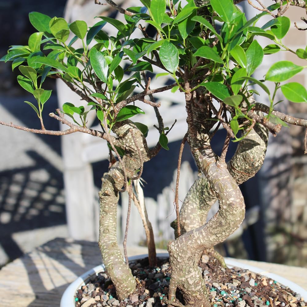 Brussel's Bonsai Live Golden Gate Ficus Grove Indoor Bonsai Tree-7 Years Old 10' to 14' Tall with Decorative Container, Medium