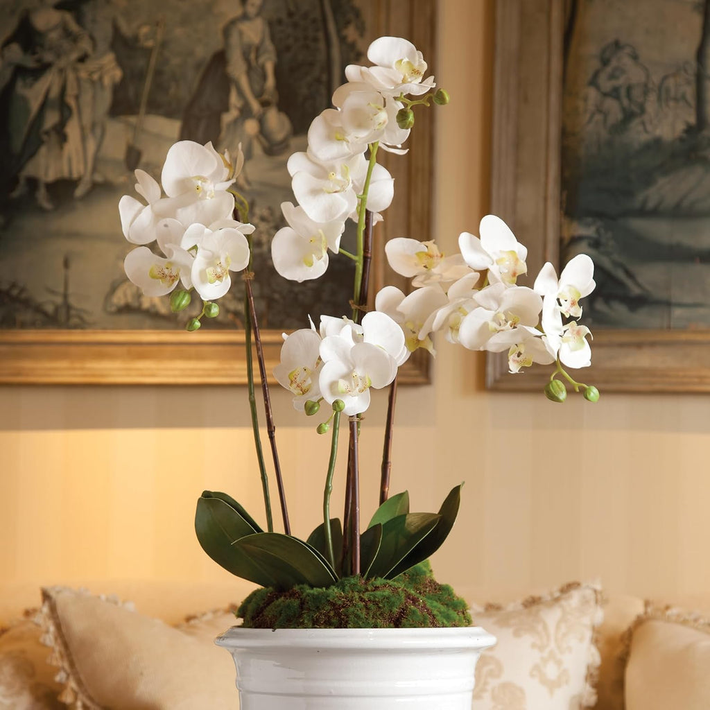 Napa CC 30' PHALAENOPSIS Drop-in, 8x16x35.5 Inches