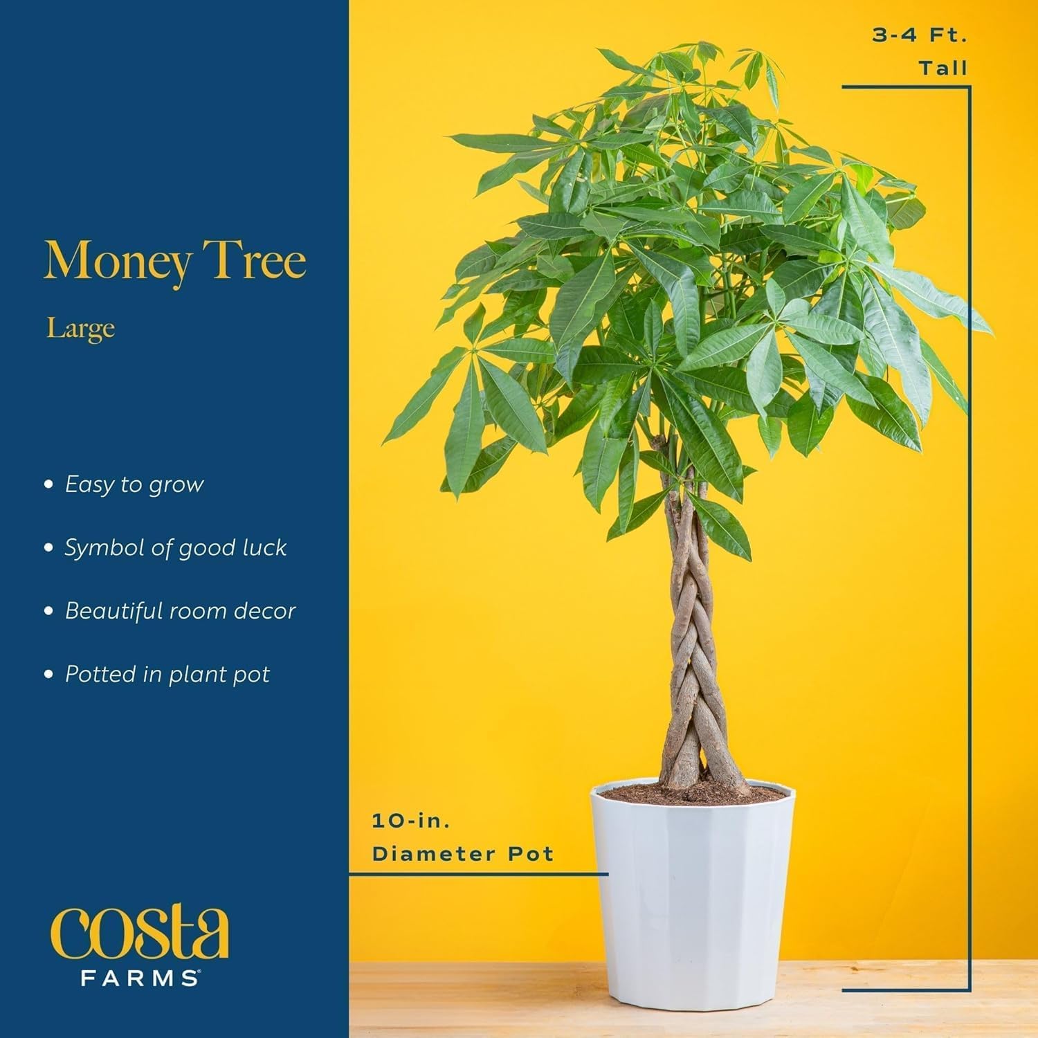 Costa Farms Live Money Tree Plants (2-Pack), Large Indoor Plant 3-4 Feet Tall with Braided Trunk, Easy Care Floor Houseplants in 10-Inch Decor Pots, Pet Friendly Housewarming Gift & Office Decor