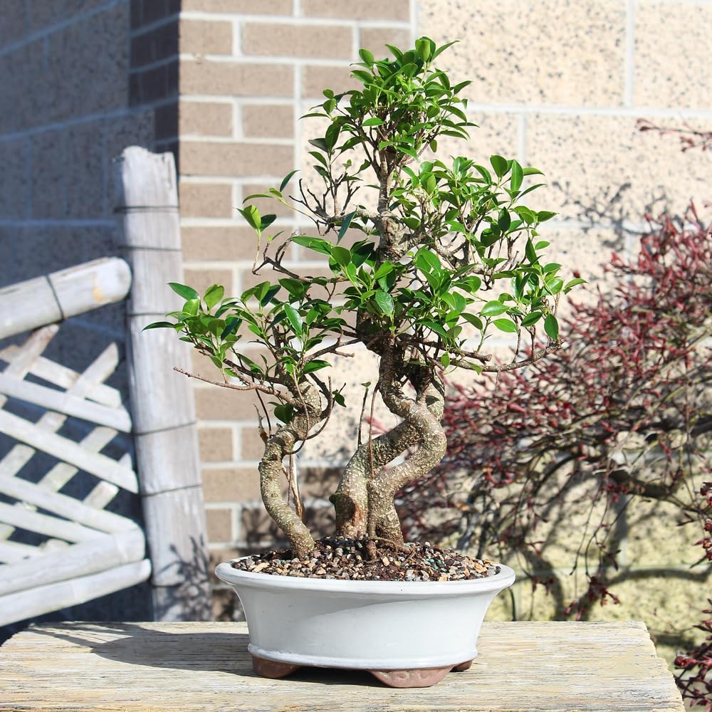 Brussel's Bonsai Live Golden Gate Ficus Grove Indoor Bonsai Tree-7 Years Old 10' to 14' Tall with Decorative Container, Medium