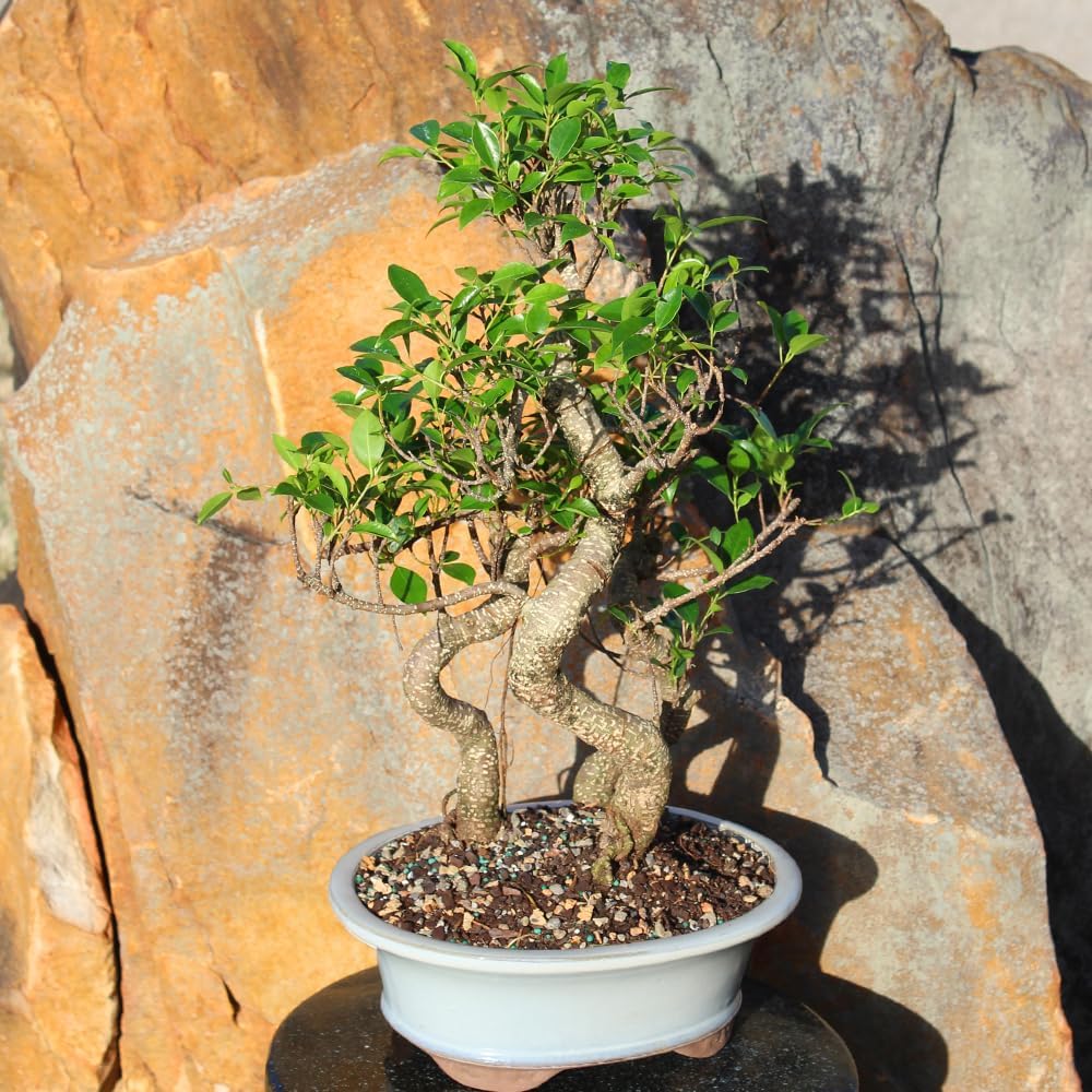 Brussel's Bonsai Live Golden Gate Ficus Grove Indoor Bonsai Tree-7 Years Old 10' to 14' Tall with Decorative Container, Medium
