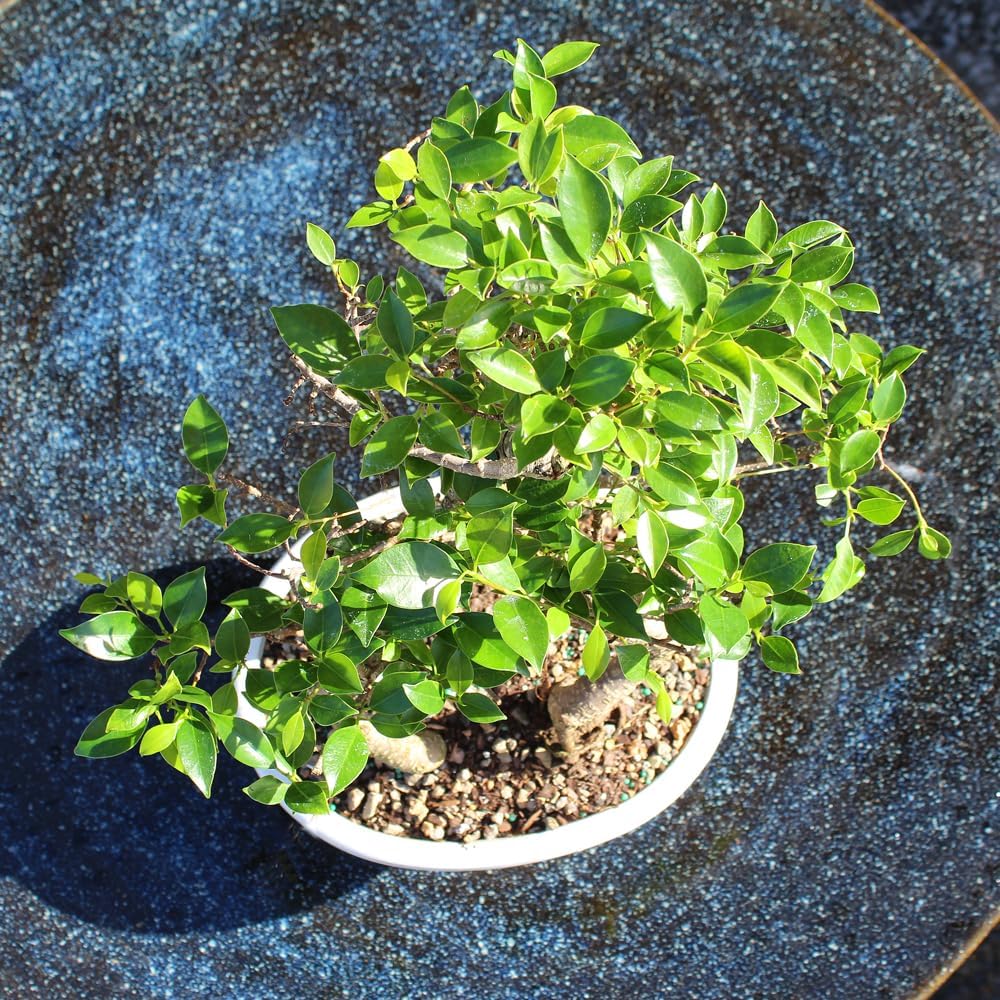 Brussel's Bonsai Live Golden Gate Ficus Grove Indoor Bonsai Tree-7 Years Old 10' to 14' Tall with Decorative Container, Medium