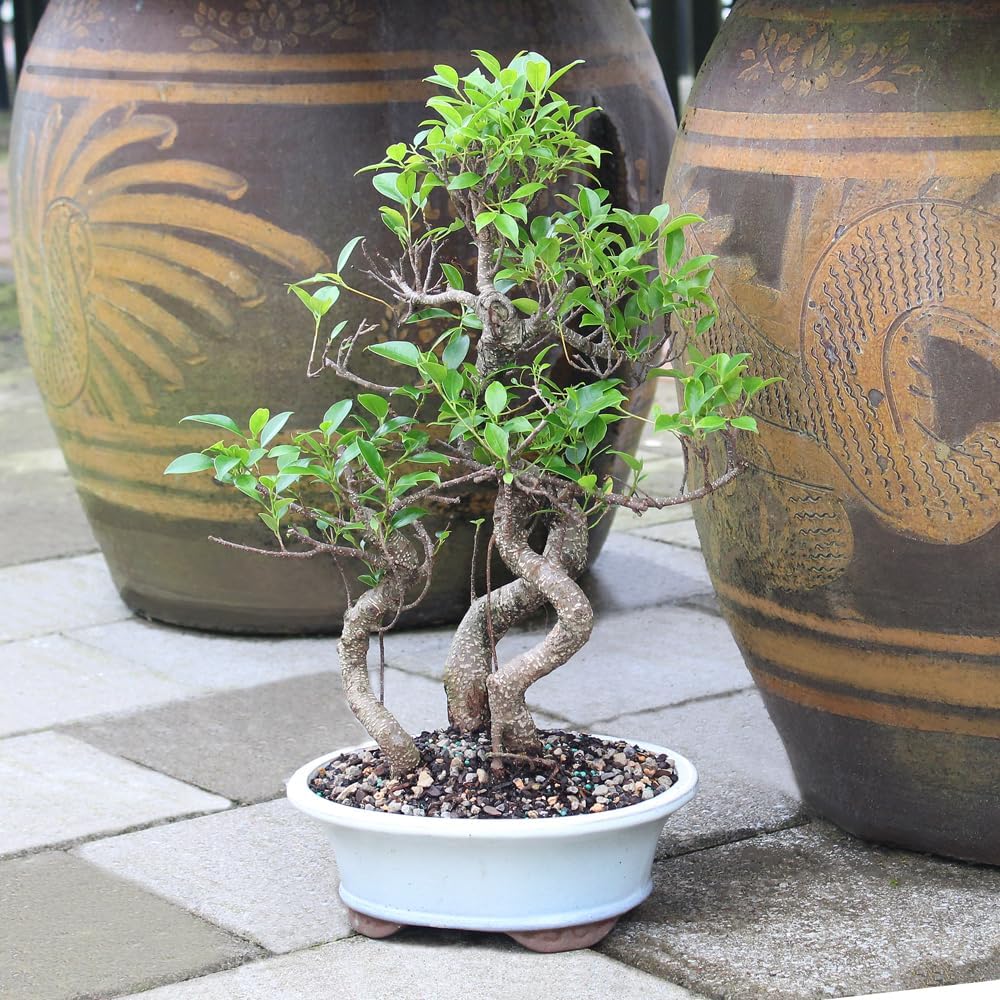 Brussel's Bonsai Live Golden Gate Ficus Grove Indoor Bonsai Tree-7 Years Old 10' to 14' Tall with Decorative Container, Medium