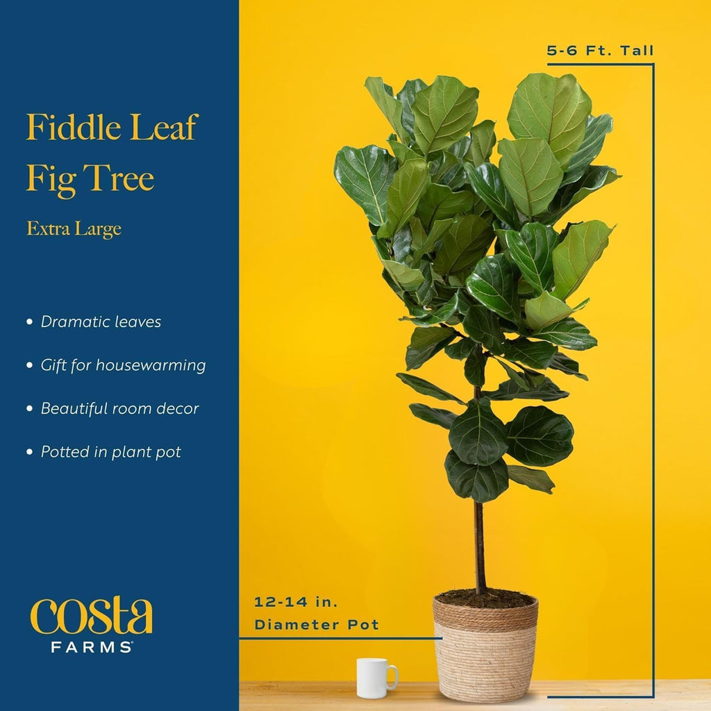 Costa Farms Fiddle Leaf Fig Tree Live Plant in Plastic Pot, Large Indoor Houseplant, Perfect for Home, Room, or Office Decor, Great House Warming or Birthday Gift, 5-6 Feet Tall