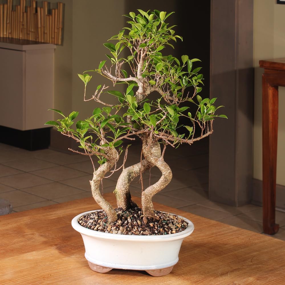 Brussel's Bonsai Live Golden Gate Ficus Grove Indoor Bonsai Tree-7 Years Old 10' to 14' Tall with Decorative Container, Medium