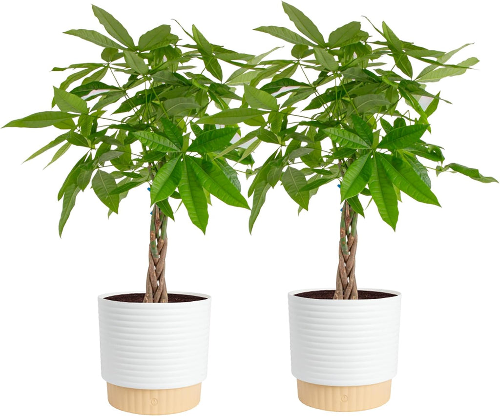 Costa Farms Live Money Tree Plants (2-Pack), Large Indoor Plant 3-4 Feet Tall with Braided Trunk, Easy Care Floor Houseplants in 10-Inch Decor Pots, Pet Friendly Housewarming Gift & Office Decor