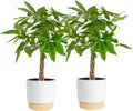 Costa Farms Live Money Tree Plants (2-Pack), Large Indoor Plant 3-4 Feet Tall with Braided Trunk, Easy Care Floor Houseplants in 10-Inch Decor Pots, Pet Friendly Housewarming Gift & Office Decor