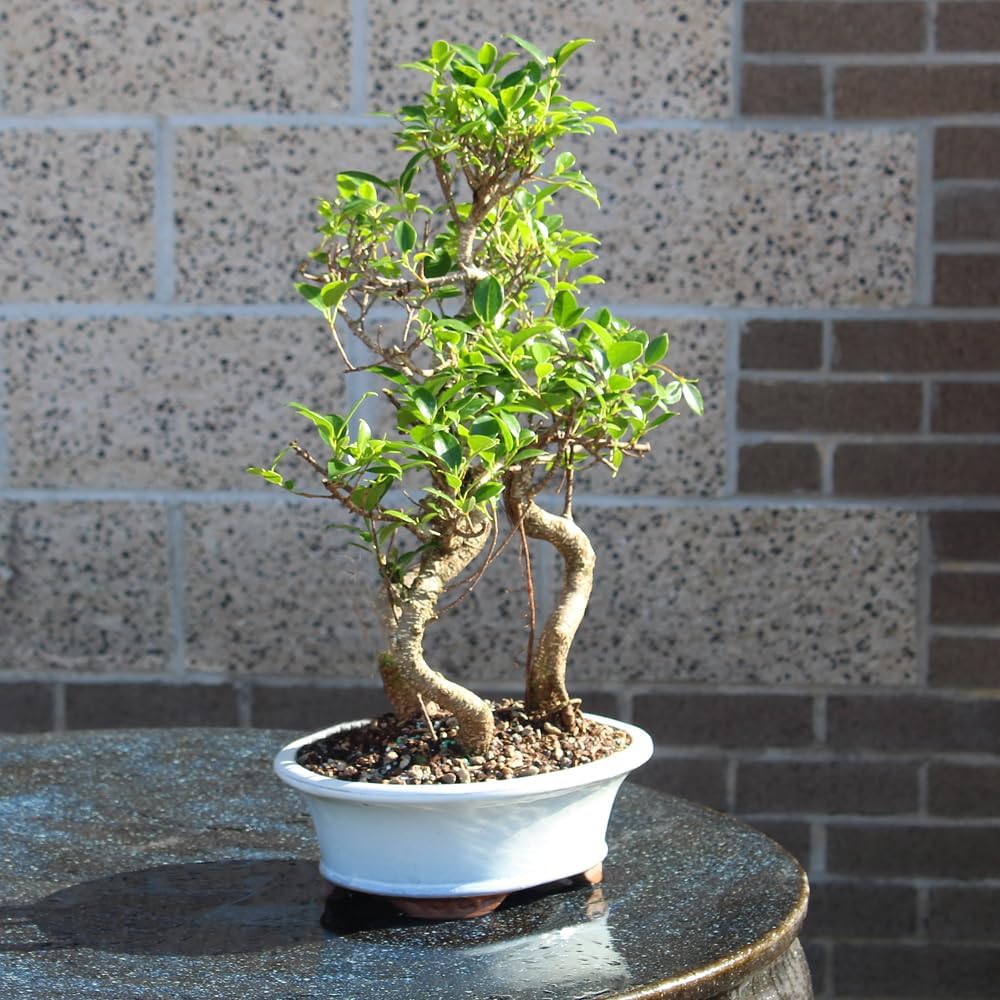 Brussel's Bonsai Live Golden Gate Ficus Grove Indoor Bonsai Tree-7 Years Old 10' to 14' Tall with Decorative Container, Medium