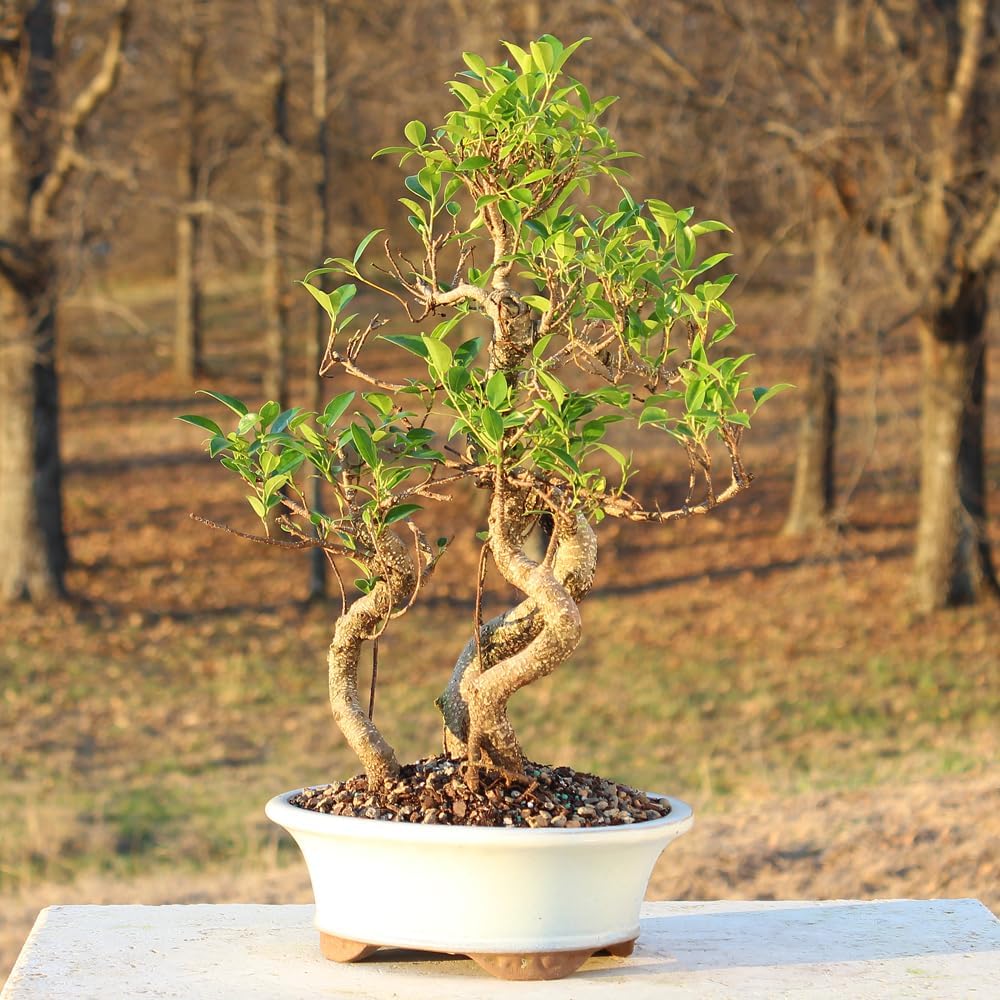 Brussel's Bonsai Live Golden Gate Ficus Grove Indoor Bonsai Tree-7 Years Old 10' to 14' Tall with Decorative Container, Medium
