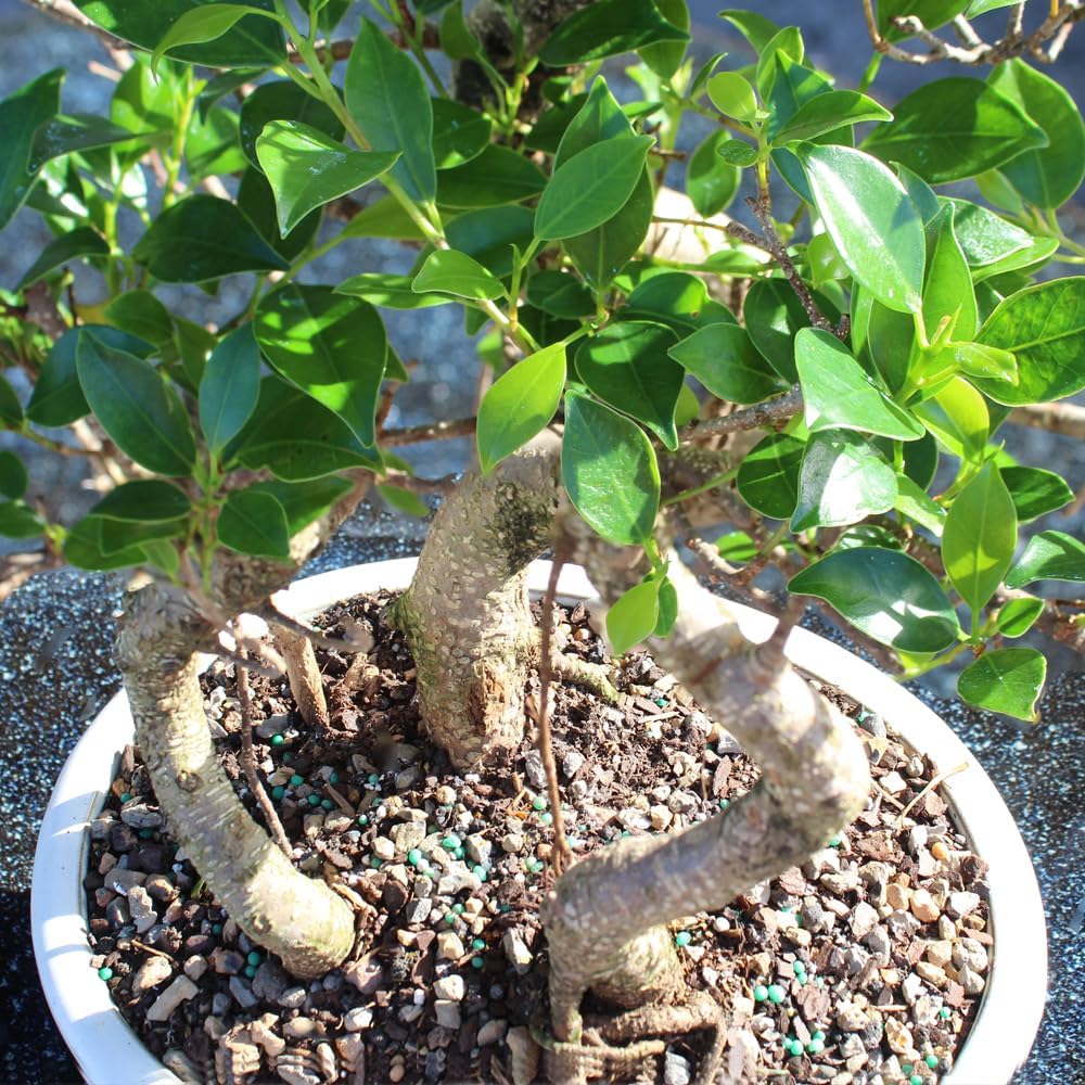 Brussel's Bonsai Live Golden Gate Ficus Grove Indoor Bonsai Tree-7 Years Old 10' to 14' Tall with Decorative Container, Medium