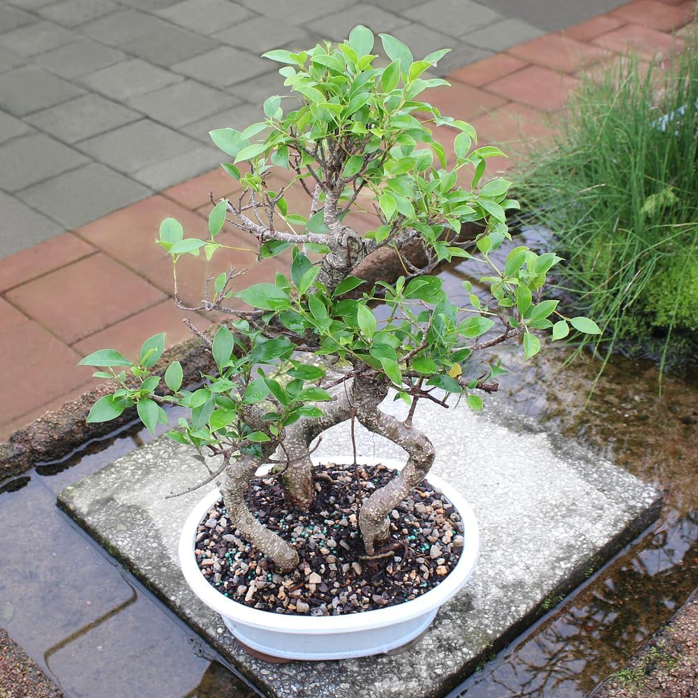 Brussel's Bonsai Live Golden Gate Ficus Grove Indoor Bonsai Tree-7 Years Old 10' to 14' Tall with Decorative Container, Medium