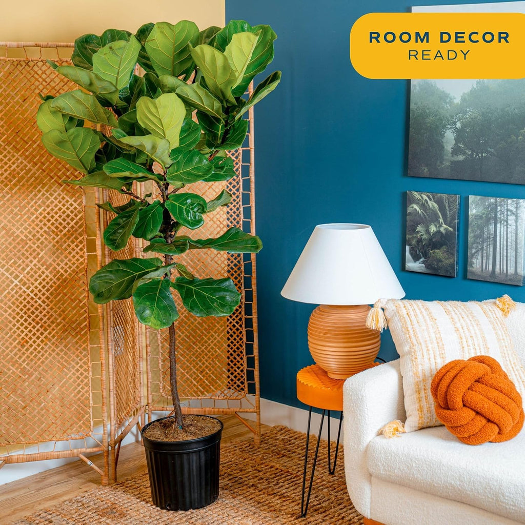 Costa Farms Fiddle Leaf Fig Tree Live Plant in Plastic Pot, Large Indoor Houseplant, Perfect for Home, Room, or Office Decor, Great House Warming or Birthday Gift, 5-6 Feet Tall