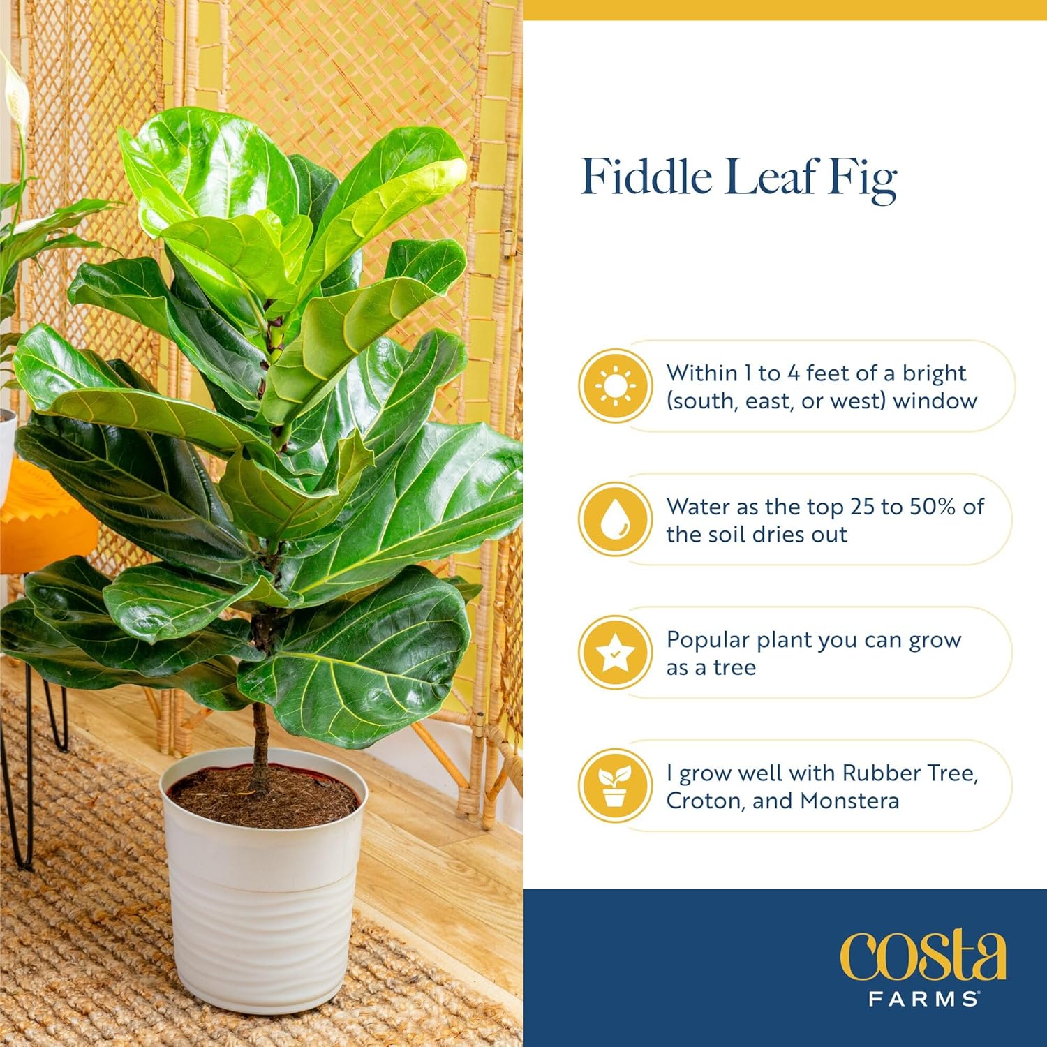 Costa Farms Fiddle Leaf Fig Tree Live Plant in Plastic Pot, Large Indoor Houseplant, Perfect for Home, Room, or Office Decor, Great House Warming or Birthday Gift, 5-6 Feet Tall