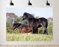 Trykid 20x10ft Black Brown Pony Backdrop Lush Green Pasture Clear Sky Equestrian Scene Photography Background Countryside Farm Tapestry Party Decoration Photo Studio Prop Fabric