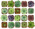 Shop Succulents Echeveria & Rosette Live Succulent Variety Pack – Fully Rooted 2' Potted Plants for Gifts, Favors, DIY Projects, Terrariums, Home Décor, and Garden Arrangements, 100 Pack