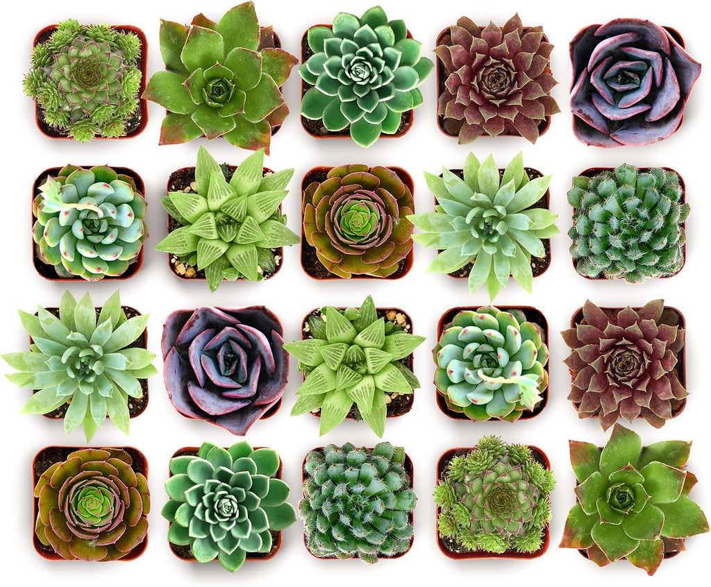 Shop Succulents Echeveria & Rosette Live Succulent Variety Pack – Fully Rooted 2' Potted Plants for Gifts, Favors, DIY Projects, Terrariums, Home Décor, and Garden Arrangements, 256 Pack