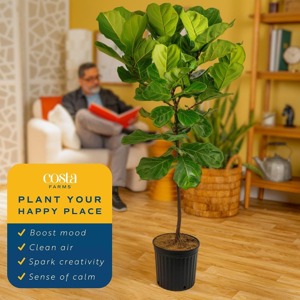 Costa Farms Fiddle Leaf Fig Tree Live Plant in Plastic Pot, Large Indoor Houseplant, Perfect for Home, Room, or Office Decor, Great House Warming or Birthday Gift, 5-6 Feet Tall
