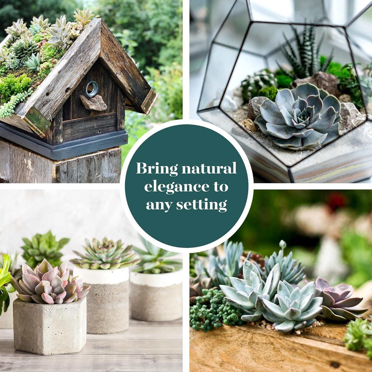 Shop Succulents Echeveria & Rosette Live Succulent Variety Pack – Fully Rooted 2' Potted Plants for Gifts, Favors, DIY Projects, Terrariums, Home Décor, and Garden Arrangements, 256 Pack