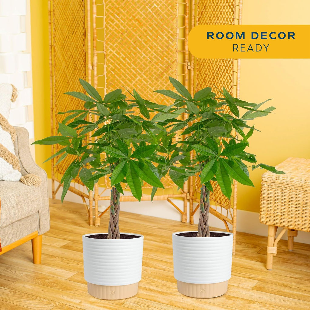 Costa Farms Live Money Tree Plants (2-Pack), Large Indoor Plant 3-4 Feet Tall with Braided Trunk, Easy Care Floor Houseplants in 10-Inch Decor Pots, Pet Friendly Housewarming Gift & Office Decor