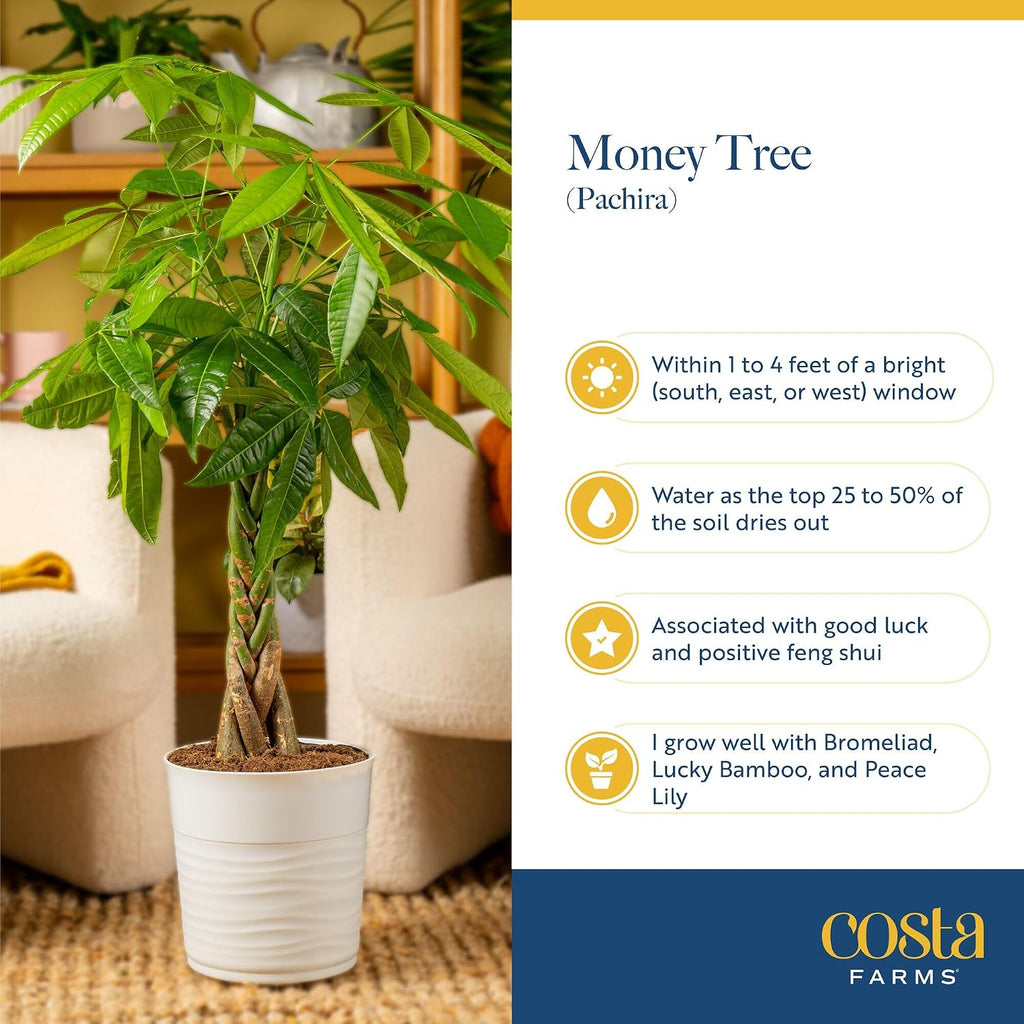 Costa Farms Live Money Tree Plants (2-Pack), Large Indoor Plant 3-4 Feet Tall with Braided Trunk, Easy Care Floor Houseplants in 10-Inch Decor Pots, Pet Friendly Housewarming Gift & Office Decor