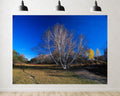 Trykid 20x10ft White Birch Trees Grassy Field Backdrop Clear Blue Sky Autumn Meadow Serene View Photography Background Wedding Event Decoration Photo Booth Prop Fabric