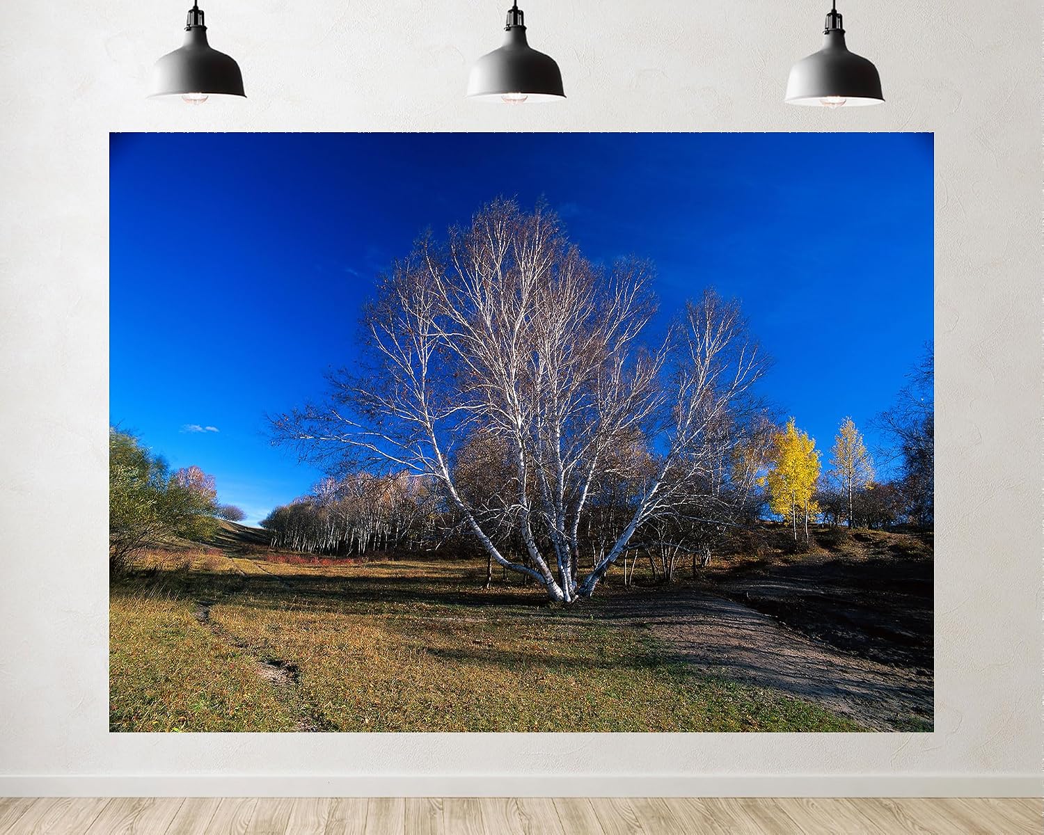 Trykid 20x10ft White Birch Trees Grassy Field Backdrop Clear Blue Sky Autumn Meadow Serene View Photography Background Wedding Event Decoration Photo Booth Prop Fabric