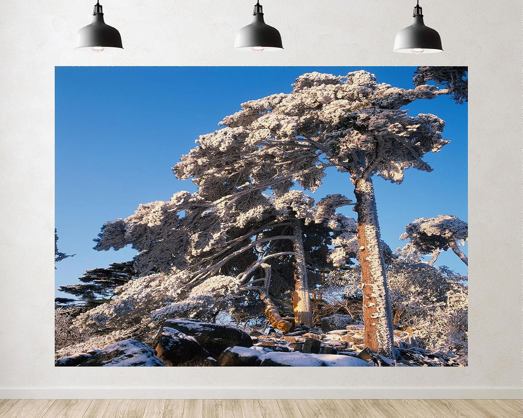 Trykid 20x10ft Snow Covered Pines Backdrop Clear Blue Sky Dense Forests Rocky Terrain Photography Background Countryside Wedding Event Party Decoration Photo Booth Prop Fabric