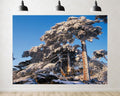Trykid 20x10ft Snow Covered Pines Backdrop Clear Blue Sky Dense Forests Rocky Terrain Photography Background Countryside Wedding Event Party Decoration Photo Booth Prop Fabric