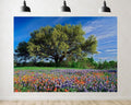 Trykid 20x10ft Texas Wildflower Field Backdrop Large Oak Tree Bluebonnets Indian Paintbrush Clear Blue Sky Photography Background Country Festival Party Decoration Photo Booth Prop Fabric