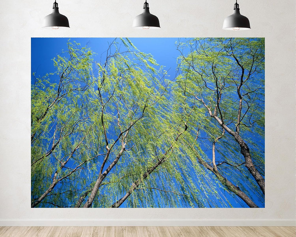 Trykid 20x10ft Weeping Willows Backdrop Green Branches Clear Blue Sky Flowing Foliage Lush Spring Scene Photography Background Nature Inspired Party Decoration Photo Booth Prop Fabric